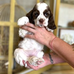 Cocker Spaniel Puppies from Canyonside Cocker Spaniels
