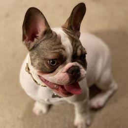 French Bulldogs from Beacon Frenchies