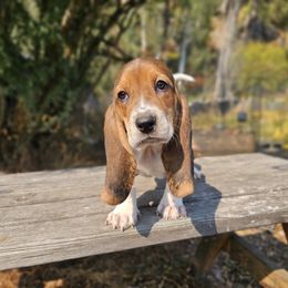 Orange collar 'Dain' - Black brown and white male Basset Hound puppy in Valley, Washington from Peaceful Valley Paws