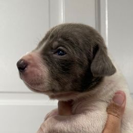 Sarra - Silver female Great Dane puppy in Florida from Beachside Kennels