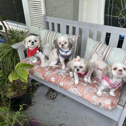 Shih Tzu Puppies from Prescious Shih Tzu’s