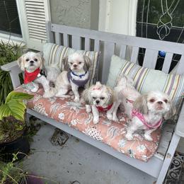 Shih Tzu Puppies from Prescious Shih Tzu’s