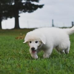 Border Collie, Bordoodle, and Maremma Sheepdog Puppies from 2J 2K Border Collies