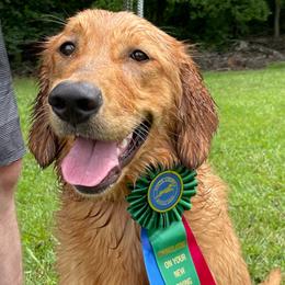Golden Retriever puppies from Greenridge Kennels