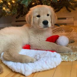 Golden Retriever Puppies from Verona Goldens