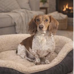 Paisley - Dachshund