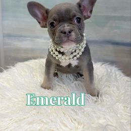 Emerald - Blue fawn female French Bulldog puppy in Buford, Georgia from Petite Posh Puppies