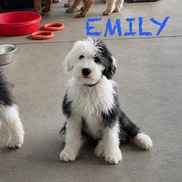 EMILY - Black and white female Old English Sheepdog puppy in Charlo, Montana from Heavenly Hilltop Farm