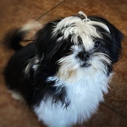 Lalo - Black and white male Shih Tzu puppy in Oak Hills, California from High Desert  Shih Tzu