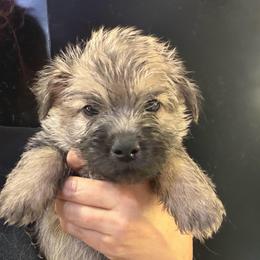 Finnegan - Gray male Cairn Terrier puppy in Bigfork, Minnesota from Dachshunds Up North