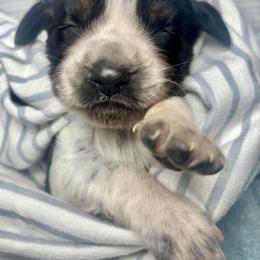 5 - Black white and tan female English Springer Spaniel puppy in Natural Bridge, Virginia from Sara's English Springer Spaniels