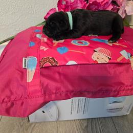 Aqua - Black female Cane Corso puppy in Texas from Jolaw Kennel
