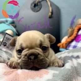 Syrah - Fawn female French Bulldog puppy in Bowman, Georgia from Companion Creek Farm