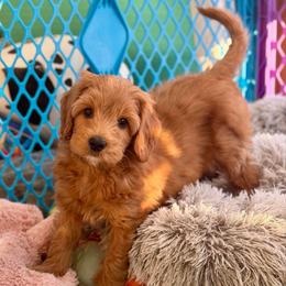 Bert - Red male Australian Labradoodle puppy in Londonderry, New Hampshire from Granite State Labradoodles