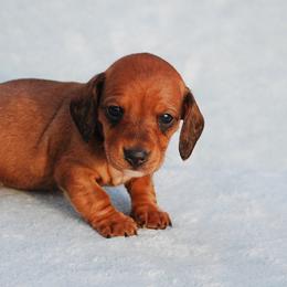 AKC Bailey - Red female Dachshund puppy in Billings, Missouri from Bundles of Joy