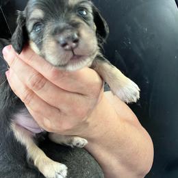 Eclaire Girl 1 - Black and cream female Dachshund puppy in Bigfork, Minnesota from Dachshunds Up North