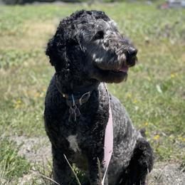 Mila - Bordoodle
