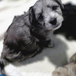 Male 2 - Silver brindle male Havapoo puppy in Medina, Ohio from Momma's Minis