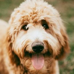 Bernedoodles, Goldendoodles, and Poodles from Four Willows Farm