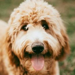 Bernedoodles, Goldendoodles, and Poodles from Four Willows Farm
