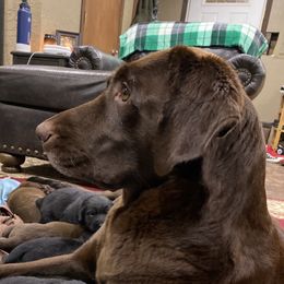 Remy - Labrador Retriever