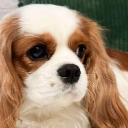 Cavalier King Charles Spaniels and Golden Retrievers from SelahGold
