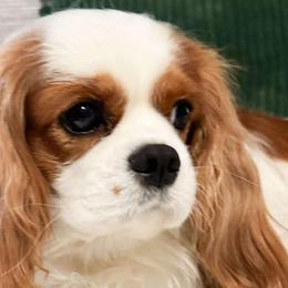 Cavalier King Charles Spaniels and Golden Retrievers from SelahGold