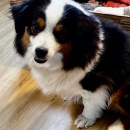 Ping - Miniature Australian Shepherd
