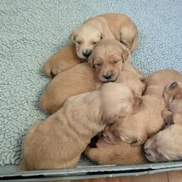 Aussiedoodle, Australian Shepherd, and Golden Retriever Puppies from Hope & Joy Acres