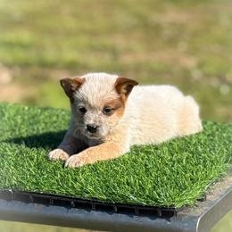 Black collar - Red speckled male Australian Cattle Dog puppy in Spokane, Washington from 4D Cattle Dogs