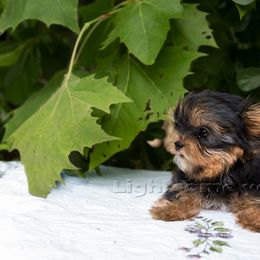 Yorkshire Terrier Puppies from Lightsome Yorkies
