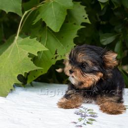 Yorkshire Terrier Puppies from Lightsome Yorkies