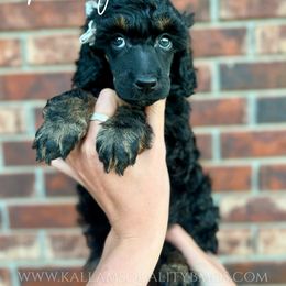 Bernedoodle, Bernese Mountain Dog, Cockapoo, Goldendoodle, and Poodle Puppies from Kallams Bernedoodles & Bernese Mountain Dogs