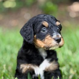 Shinning Armor - Tri-color male Bernedoodle puppy in Clermont, Florida from Shadow Bernedoodles & Dog Training