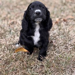 Brownie - Black male English Cocker Spaniel puppy in Elko, Georgia from HillTop Brittany Kennel