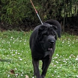 Chinese Shar-Pei All Grown Up from Eihpos Shar-Pei