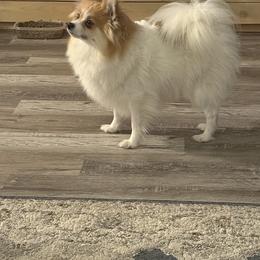 Pomeranian All Grown Up from Tania’s treasured poms