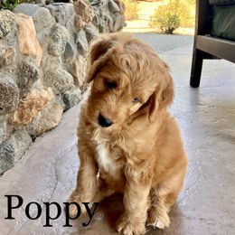Aussiedoodle Puppies from Sand Creek Ranch Aussiedoodles