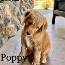 Aussiedoodle Puppies from Sand Creek Ranch Aussiedoodles