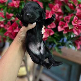 Stormy - Black male Dachshund puppy in Harold, Kentucky from Taylors Tiny Tails