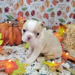 Reserved girl - Seal and white female Boston Terrier puppy in Wilson, North Carolina from Chrysco Boston Terriers