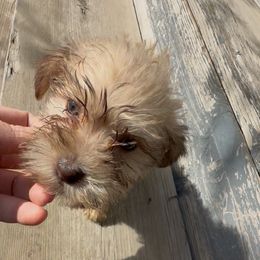 Fleur - Wheaten female Miniature Schnauzer puppy in West Point, Nebraska from Canyon Rose Schnauzers
