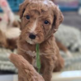 Romeo - Green Collar - Red male Double Doodle puppy in Rowlett, Texas from Parrish Precious Ones Texas