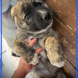 Dark Blue - Brindle male Anatolian Shepherd Dog puppy in Clark, Wyoming from Fyne Acres