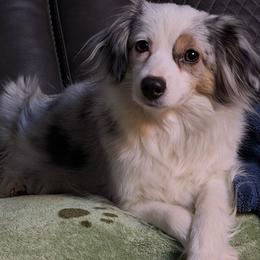 Diva - Aussiedoodle