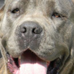 Cane Corso from Capri Cane Corso