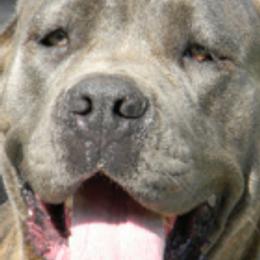 Cane Corso from Capri Cane Corso