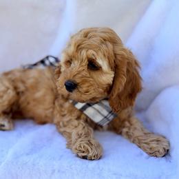 Cider - Buff and white male Cockapoo puppy in Preston, Idaho from Shaffer Top Notch Puppies