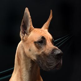 Cadence  - Great Dane