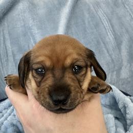 Zuri - Cream female Dachshund puppy in Memphis, Tennessee from River City Doxies